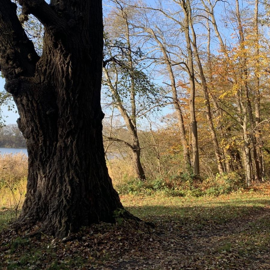 Alter Baum am Ufer des Boissower Sees im Herbstlicht