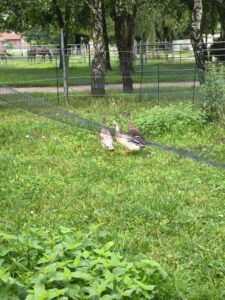 IMG 20250725 102414