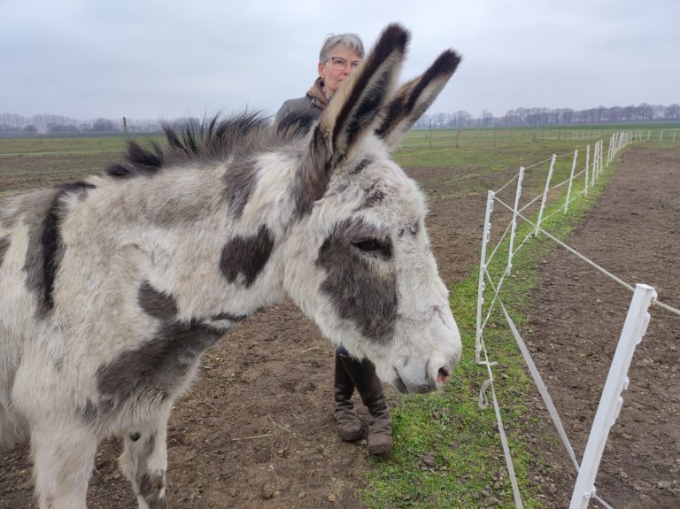 Gefleckter Esel auf der Koppel