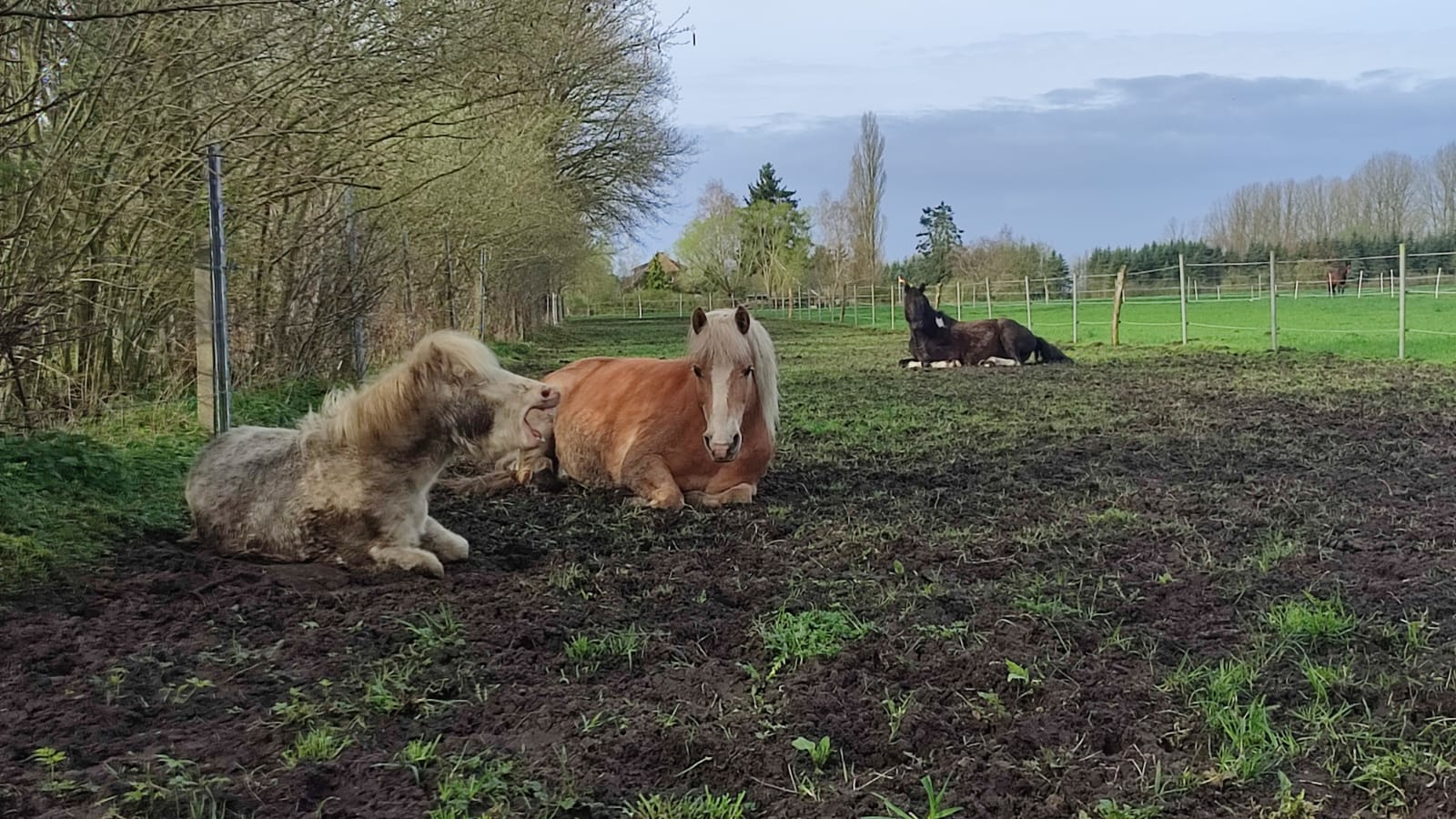 Reiterin und Pferd bei der Bodenarbeit
