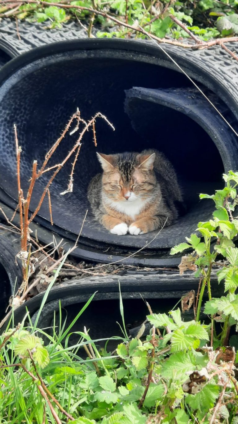 Katze liegt in einem alten Reifen