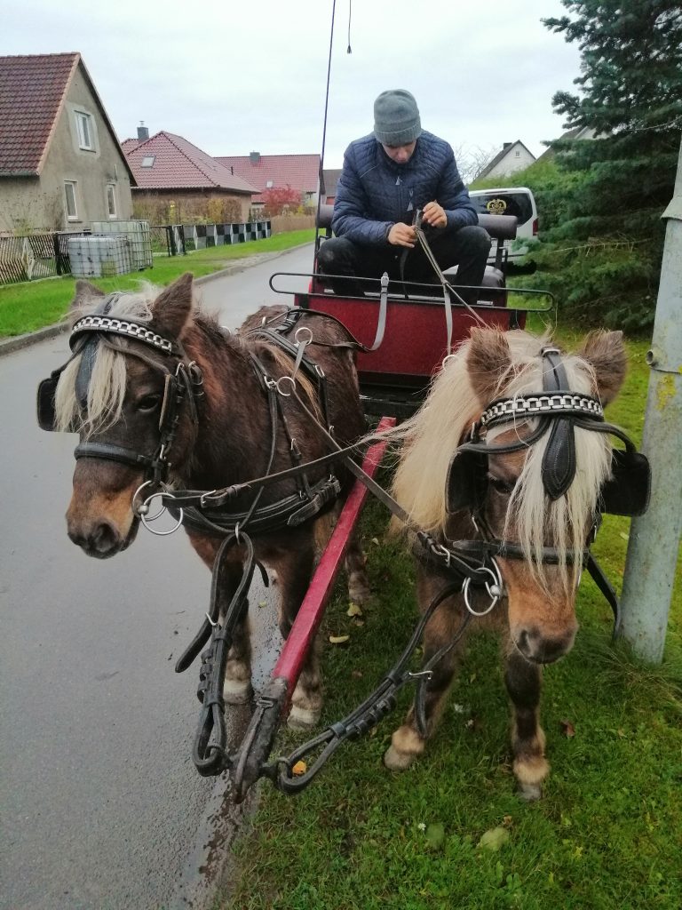 Zwei Ponys vor einer Kutsche