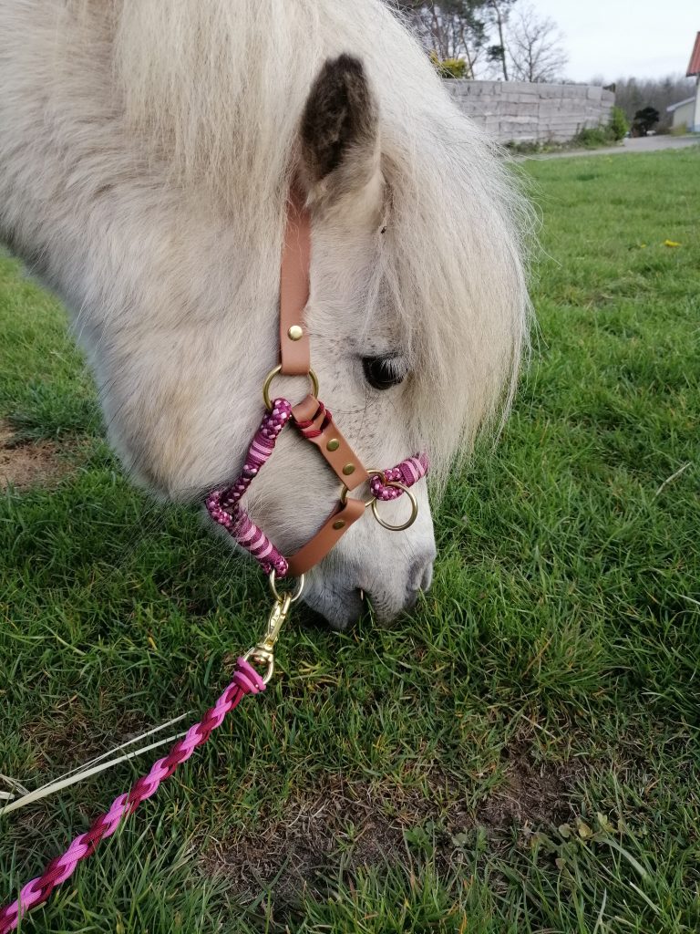 Weißes Pony mit rosa Halfter grast