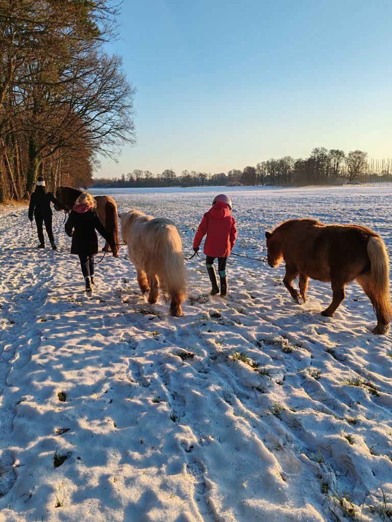 Spaziergang mit Ponys über ein verschneites Feld
