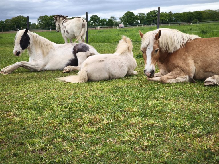 Drei Ponys liegen dösend im Gras