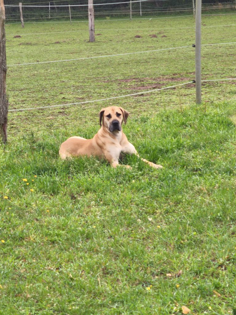 Hund liegt im Gras auf der Koppel