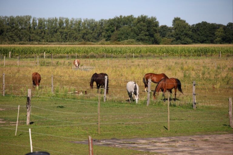 Pferde grasen auf einer großen Koppel